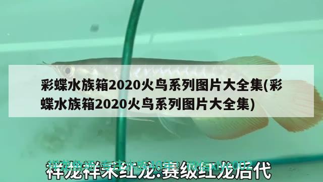 彩蝶水族箱2020火鳥系列圖片大全集(彩蝶水族箱2020火鳥系列圖片大全集) 魚缸/水族箱