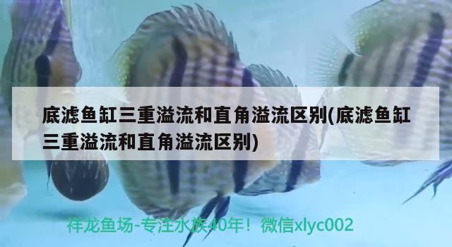 底濾魚缸三重溢流和直角溢流區(qū)別(底濾魚缸三重溢流和直角溢流區(qū)別) 印尼小紅龍