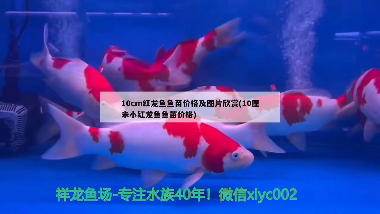 曼龍魚的水溫度是多少（曼龍魚為什么很少人養(yǎng)） 觀賞魚 第2張