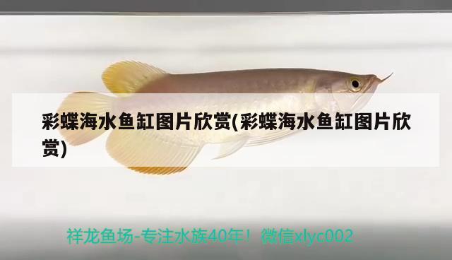 彩蝶海水魚缸圖片欣賞(彩蝶海水魚缸圖片欣賞) 海水魚