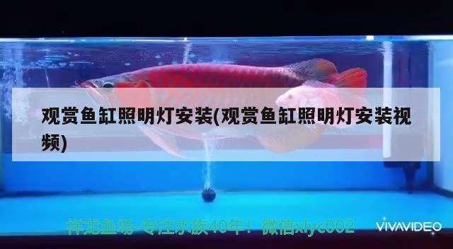 觀賞魚缸照明燈安裝(觀賞魚缸照明燈安裝視頻) 南美異型魚