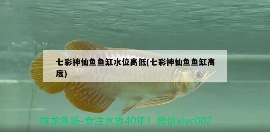 七彩神仙魚魚缸水位高低(七彩神仙魚魚缸高度)