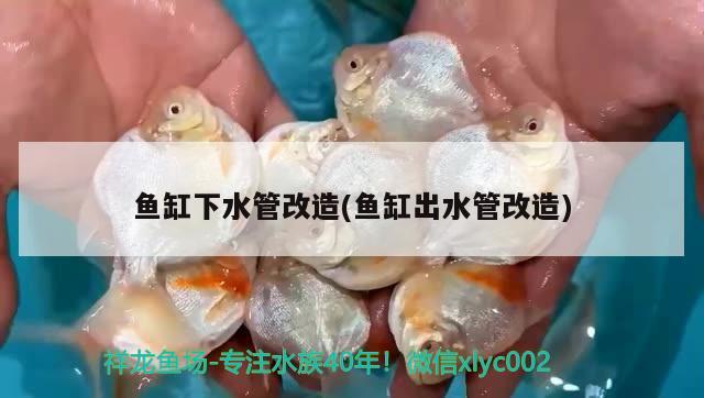 魚缸里放玉石好不好養(yǎng)烏龜魚缸玉石烏龜需求水質(zhì)和玉石替代選擇（魚缸放玉石好不好養(yǎng)烏龜）