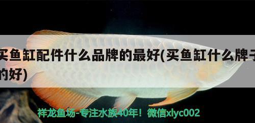 買魚缸配件什么品牌的最好(買魚缸什么牌子的好) 白子黃化銀龍魚