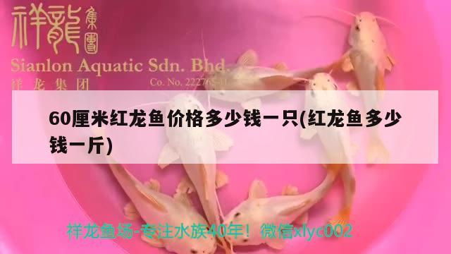 系統(tǒng)再次升級(jí)強(qiáng)化 紅龍專用魚(yú)糧飼料 第3張