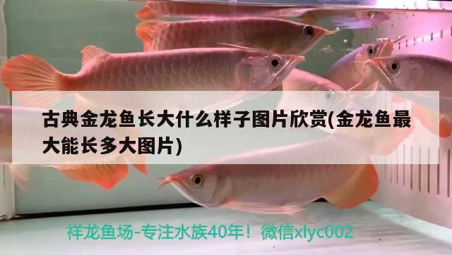 蘭州魚缸批發(fā)市場電話號碼查詢地址（蘭州魚缸批發(fā)市場電話號碼查詢地址是多少） 一眉道人魚苗 第2張