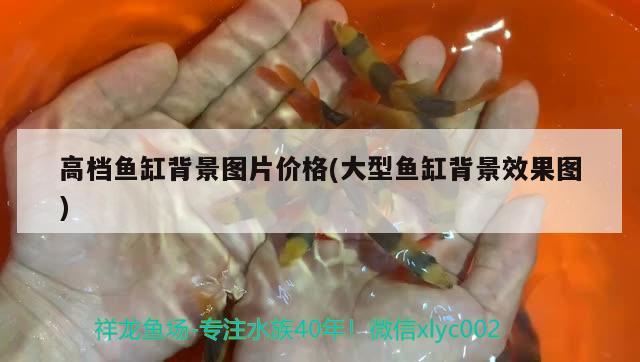 高檔魚缸背景圖片價格(大型魚缸背景效果圖)