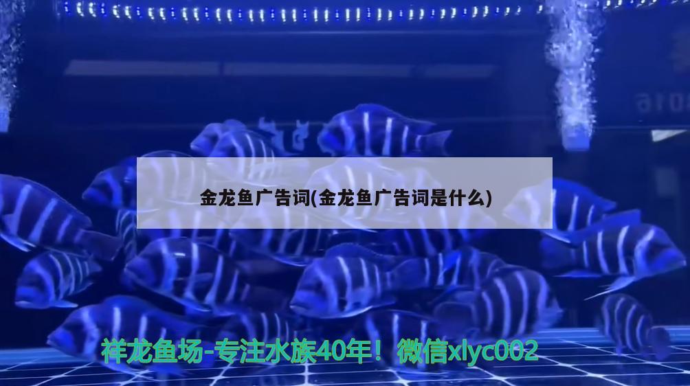 金龍魚(yú)廣告詞(金龍魚(yú)廣告詞是什么) 魚(yú)缸百科 第1張