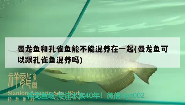 曼龍魚和孔雀魚能不能混養(yǎng)在一起(曼龍魚可以跟孔雀魚混養(yǎng)嗎) 雪龍魚