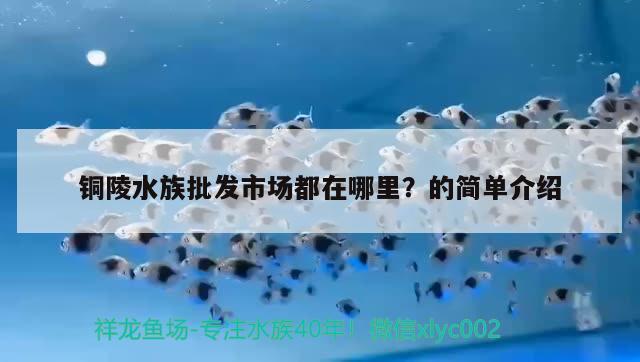 銅陵水族批發(fā)市場都在哪里？的簡單介紹 觀賞魚水族批發(fā)市場