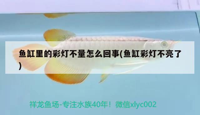 金龍魚會掉鱗嗎（龍魚掉鱗怎么辦，減少龍魚撞缸的頻率） 稀有金龍魚