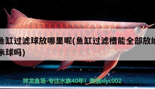 魚缸燈光什么顏色好看(魚缸燈光用什么顏色)