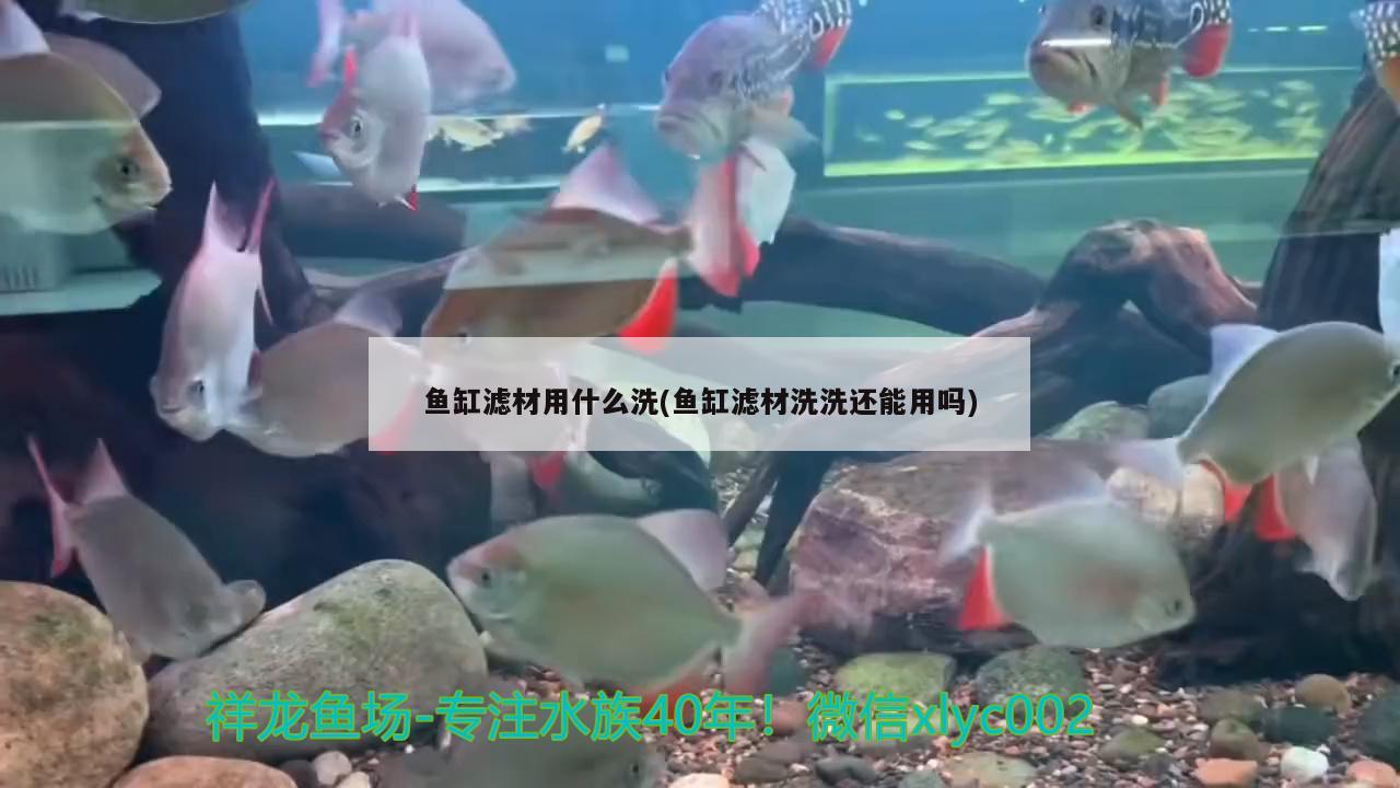 魚缸濾材用什么洗(魚缸濾材洗洗還能用嗎) 水族世界