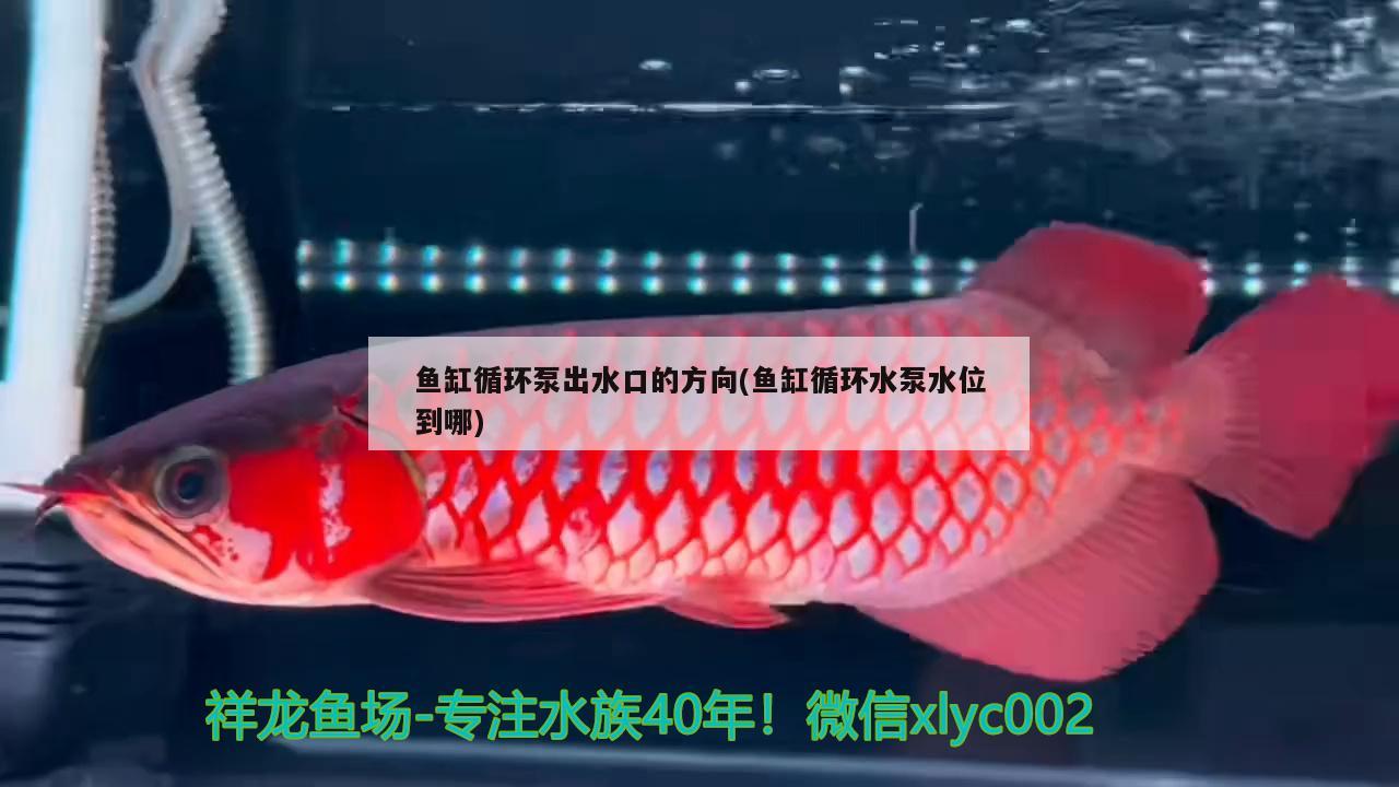 魚缸循環(huán)泵出水口的方向(魚缸循環(huán)水泵水位到哪) 蘇虎