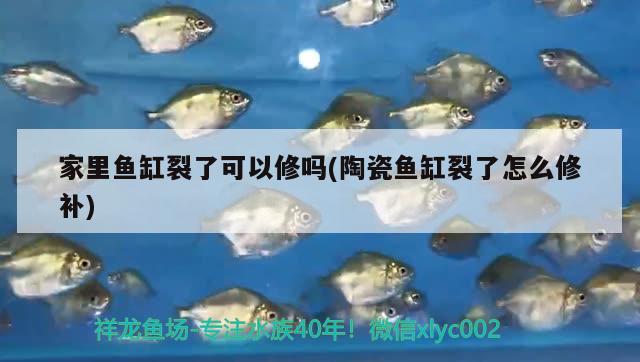 家里魚(yú)缸裂了可以修嗎(陶瓷魚(yú)缸裂了怎么修補(bǔ))