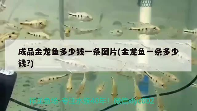 裝飾魚缸視頻大全(裝飾魚缸視頻大全教程) 野生地圖魚