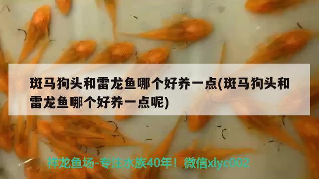 晉城哪里賣魚缸便宜又好：晉城賣觀賞魚的地方