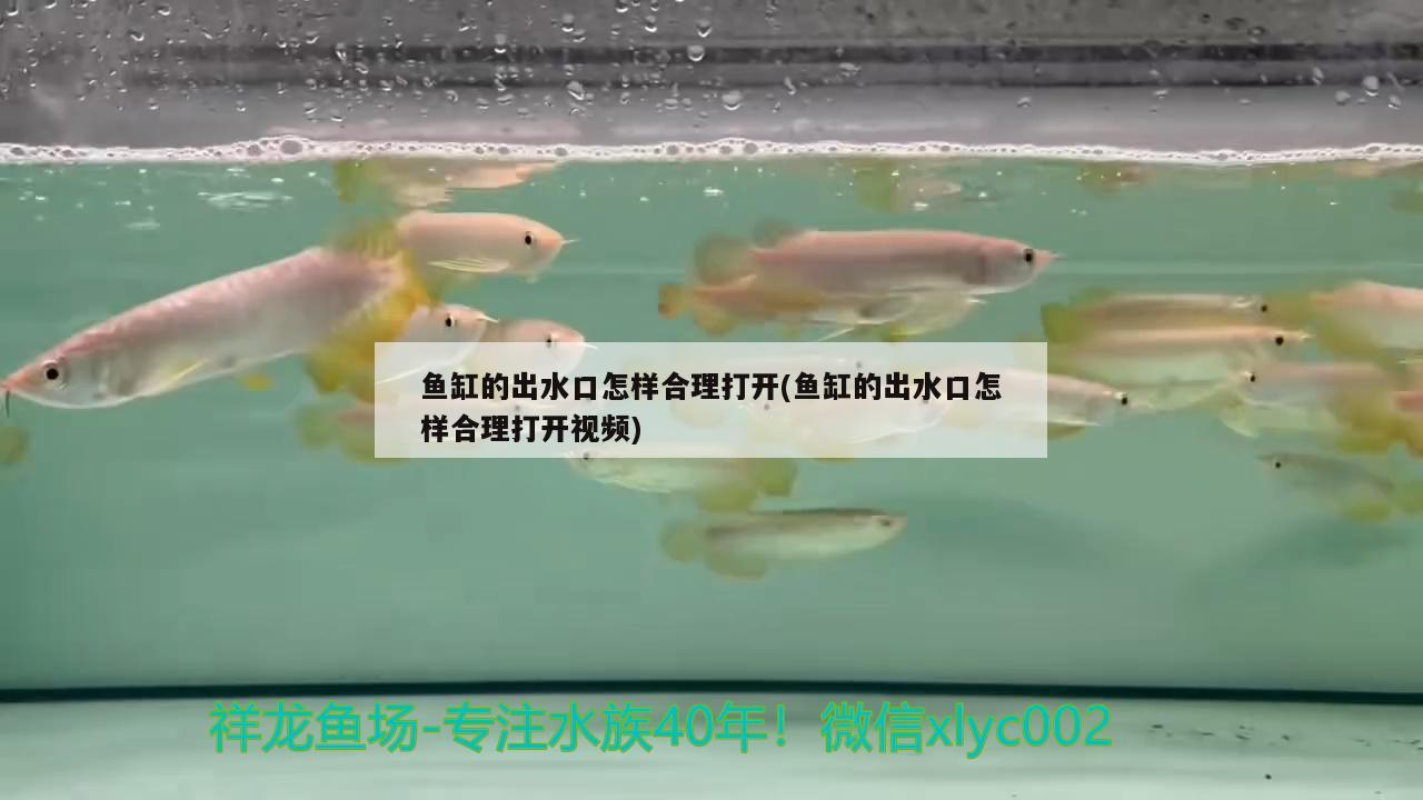 魚(yú)缸的出水口怎樣合理打開(kāi)(魚(yú)缸的出水口怎樣合理打開(kāi)視頻) 綠皮皇冠豹魚(yú)