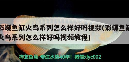 彩蝶魚缸火鳥系列怎么樣好嗎視頻(彩蝶魚缸火鳥系列怎么樣好嗎視頻教程) 白子球鯊魚