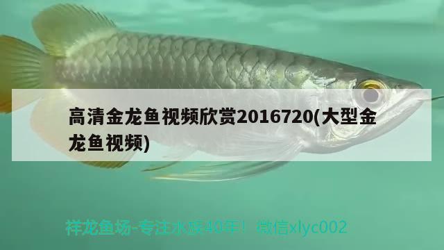 高清金龍魚視頻欣賞2016720(大型金龍魚視頻)