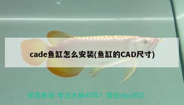 cade魚缸怎么安裝(魚缸的CAD尺寸)