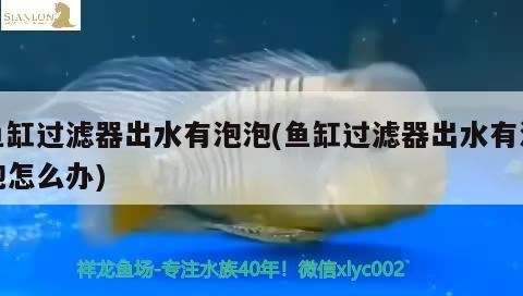 魚缸過濾器出水有泡泡(魚缸過濾器出水有泡泡怎么辦) 水族品牌