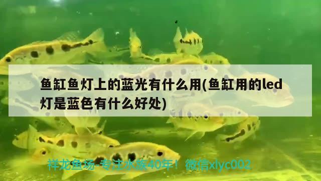 魚缸魚燈上的藍(lán)光有什么用(魚缸用的led燈是藍(lán)色有什么好處) 沖氧泵