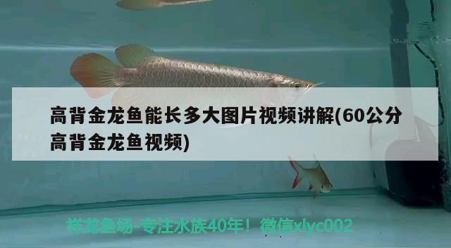 高背金龍魚能長多大圖片視頻講解(60公分高背金龍魚視頻) 高背金龍魚