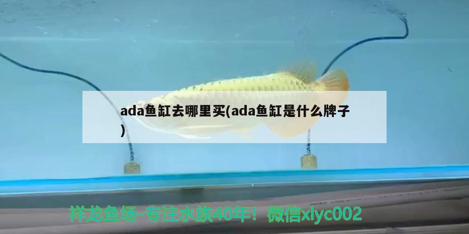 ada魚缸去哪里買(ada魚缸是什么牌子) 月光鴨嘴魚苗