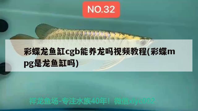 彩蝶龍魚缸cgb能養(yǎng)龍嗎視頻教程(彩蝶mpg是龍魚缸嗎) 星點金龍魚