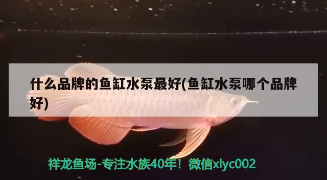 什么品牌的魚缸水泵最好(魚缸水泵哪個(gè)品牌好) 魚缸水泵