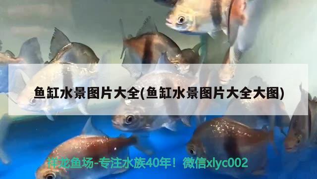 魚缸水景圖片大全(魚缸水景圖片大全大圖) 雙線側(cè)魚