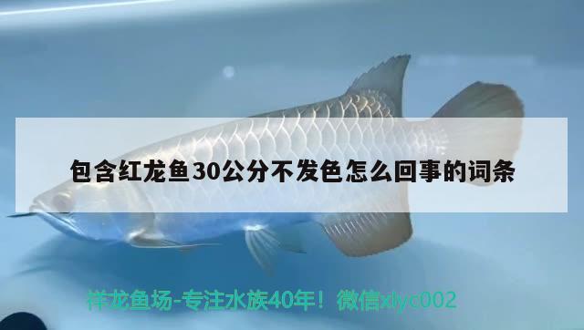 包含紅龍魚30公分不發(fā)色怎么回事的詞條 帝王三間魚