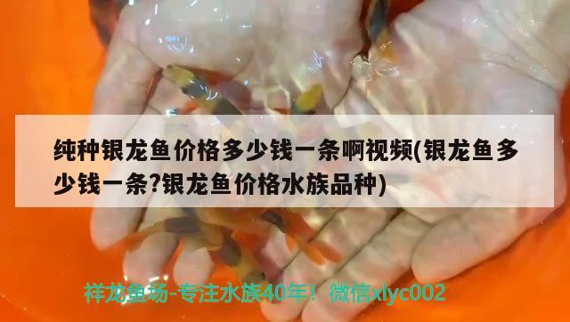 純種銀龍魚價(jià)格多少錢一條啊視頻(銀龍魚多少錢一條?銀龍魚價(jià)格水族品種)