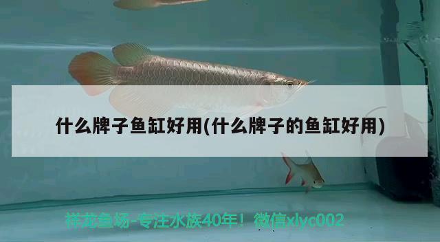 什么牌子魚缸好用(什么牌子的魚缸好用) 錦鯉池魚池建設(shè)