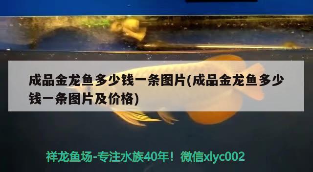 北京做魚缸：北京魚缸廠 養(yǎng)魚的好處 第3張