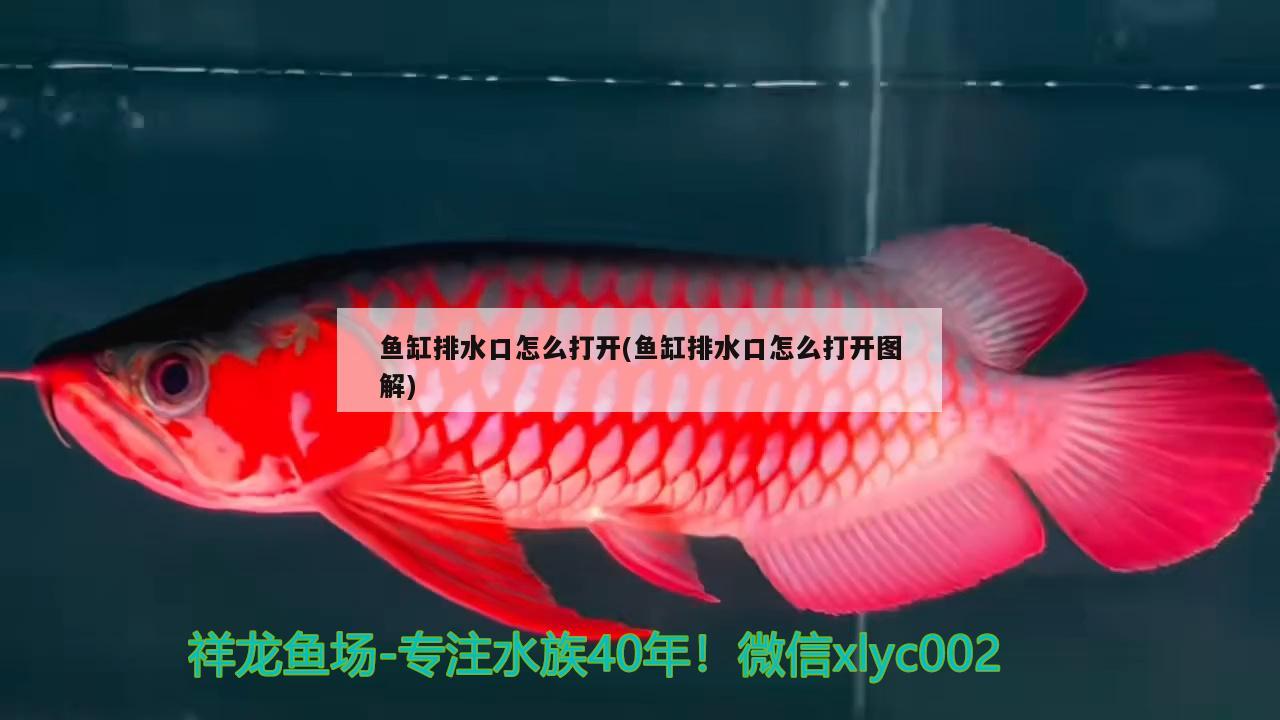 魚缸排水口怎么打開(魚缸排水口怎么打開圖解) 魚缸凈水劑