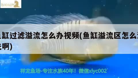 漲漲粉絲 觀賞魚論壇 第2張