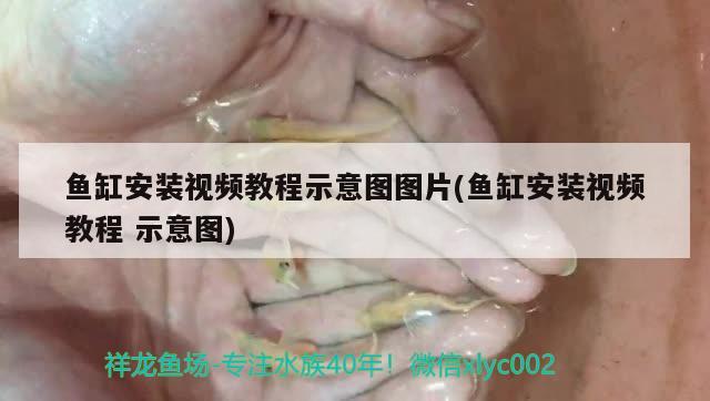 魚缸安裝視頻教程示意圖圖片(魚缸安裝視頻教程示意圖) 銀龍魚