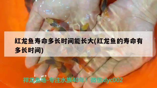 紅龍魚的名稱與分類其實(shí)你買的龍魚都是改良版