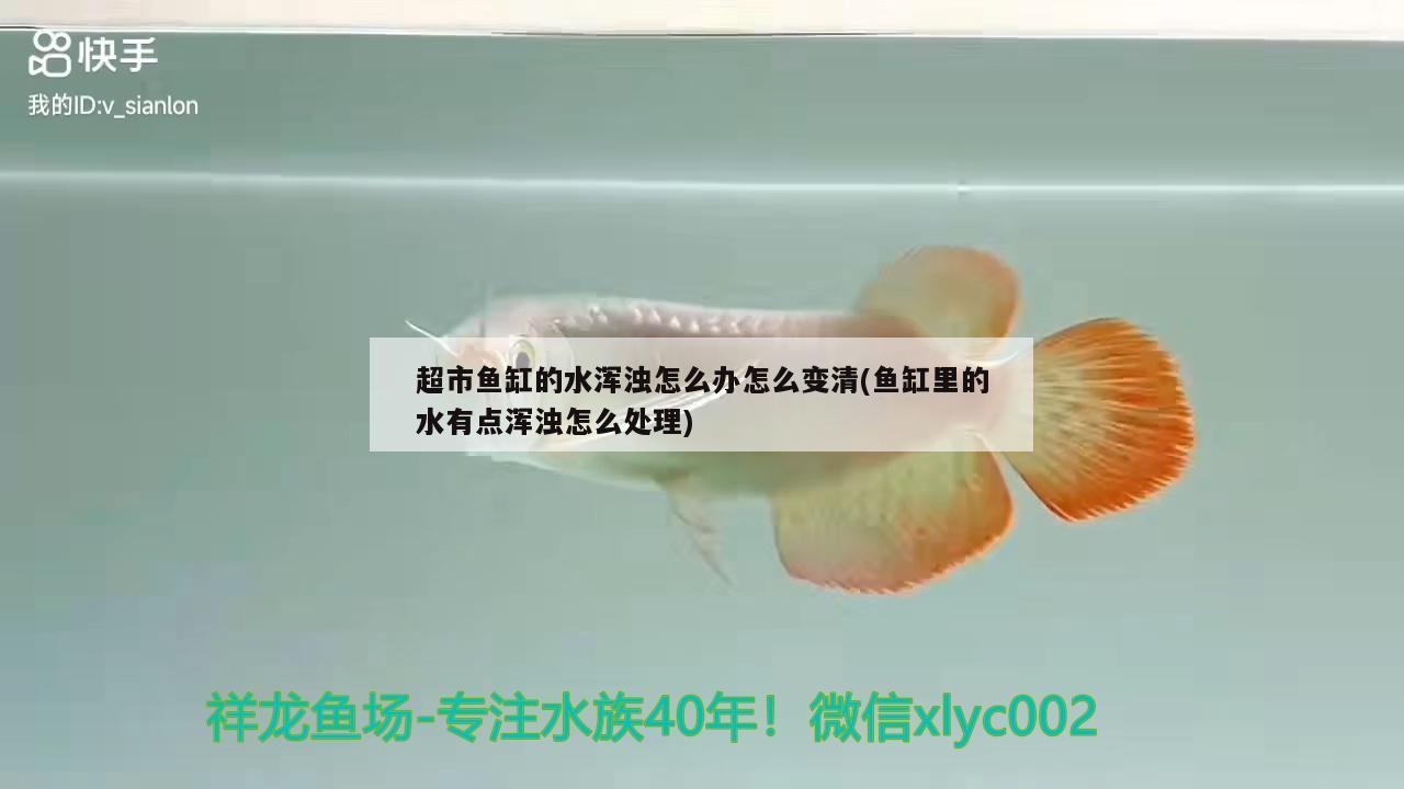 超市魚缸的水渾濁怎么辦怎么變清(魚缸里的水有點(diǎn)渾濁怎么處理)