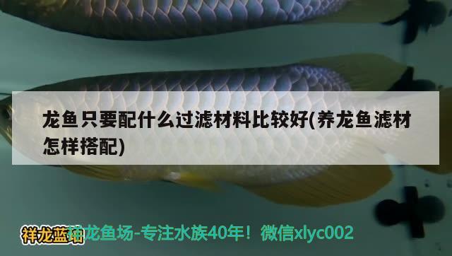 龍魚(yú)只要配什么過(guò)濾材料比較好(養(yǎng)龍魚(yú)濾材怎樣搭配) 魚(yú)缸/水族箱