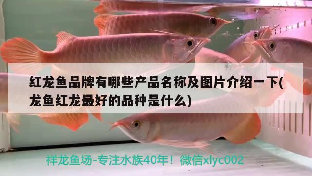 銀龍魚怎么烹飪的視頻教學（銀龍魚怎么烹飪的視頻教學圖片）