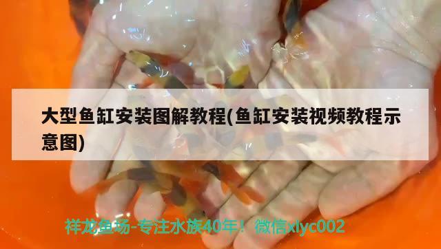 大型魚缸安裝圖解教程(魚缸安裝視頻教程示意圖) 南美異型魚