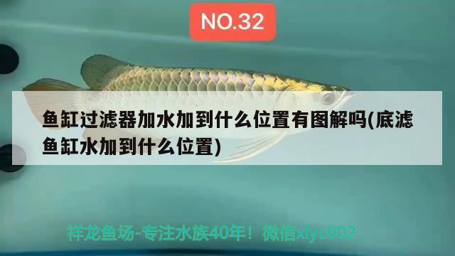 魚缸過濾器加水加到什么位置有圖解嗎(底濾魚缸水加到什么位置)