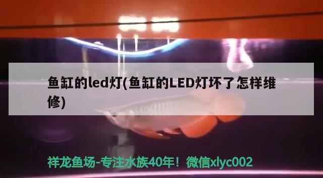 魚缸的led燈(魚缸的LED燈壞了怎樣維修)