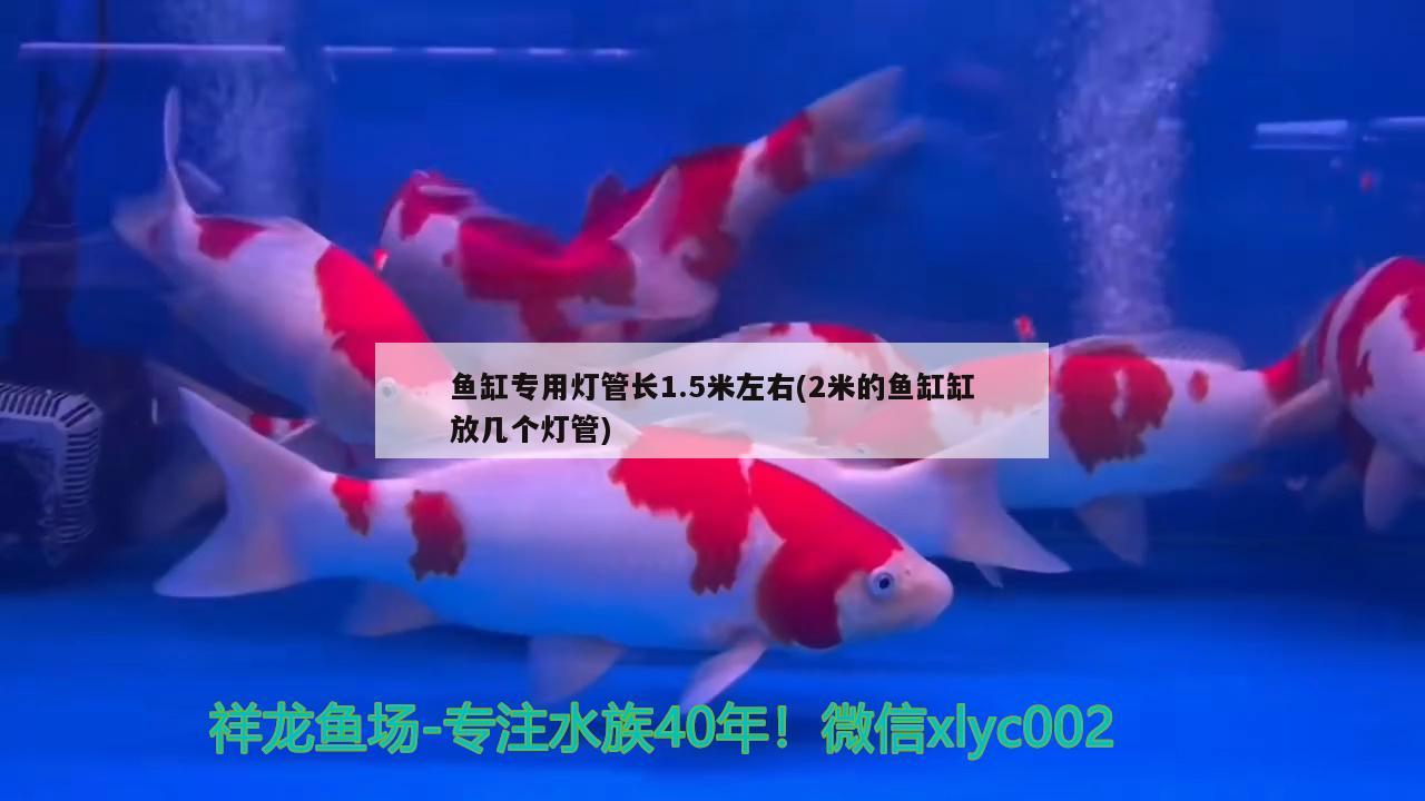 長(zhǎng)沙水族館給魚缸加了一條燈 藍(lán)底過背金龍魚 第2張