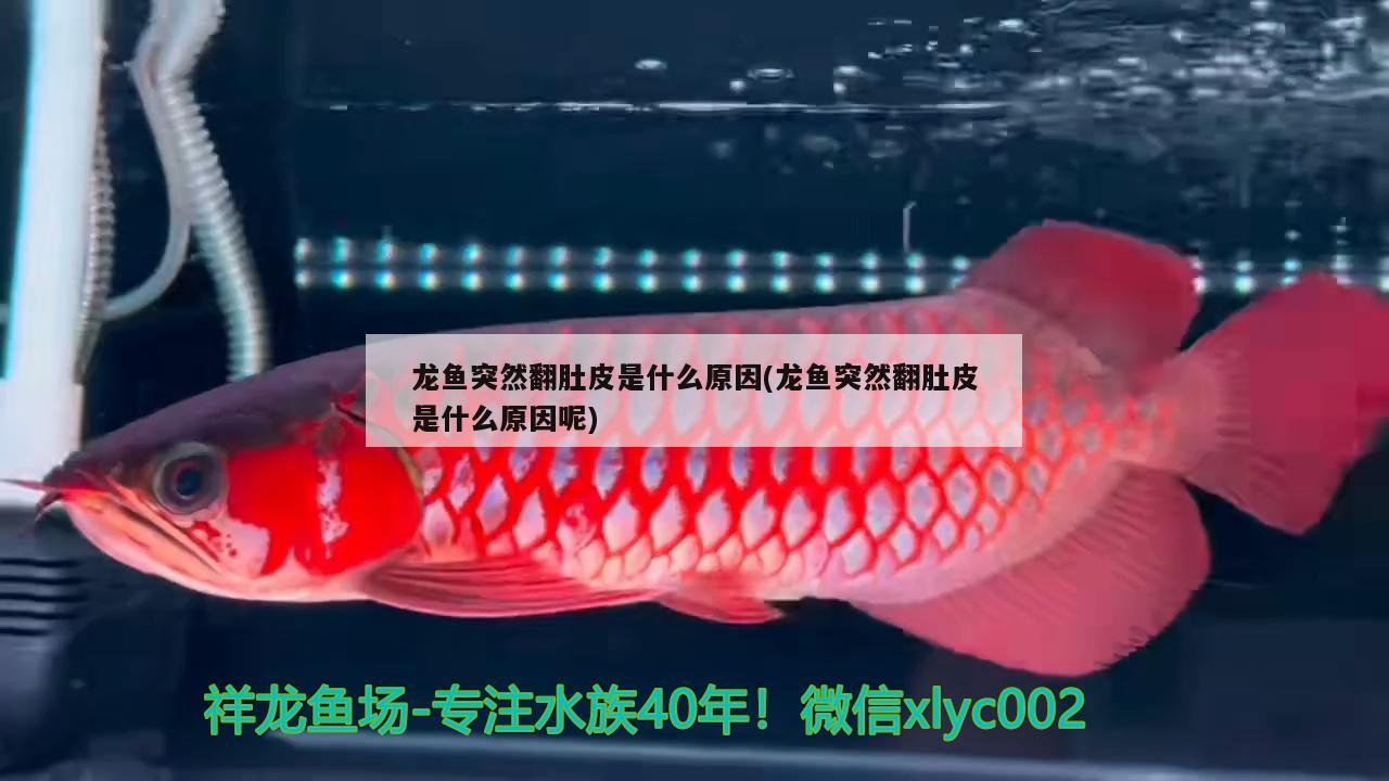 龍魚突然翻肚皮是什么原因(龍魚突然翻肚皮是什么原因呢) 青龍魚