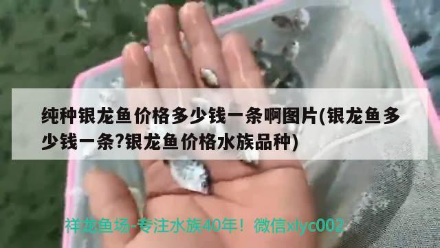 純種銀龍魚價格多少錢一條啊圖片(銀龍魚多少錢一條?銀龍魚價格水族品種) 銀龍魚百科