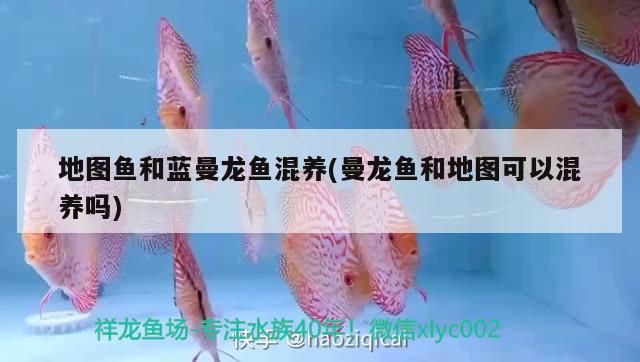 地圖魚和藍曼龍魚混養(yǎng)(曼龍魚和地圖可以混養(yǎng)嗎) 埃及神仙魚